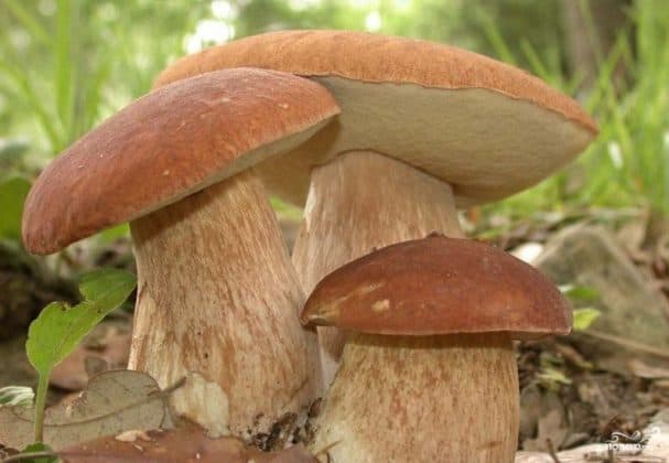 Baked white mushrooms